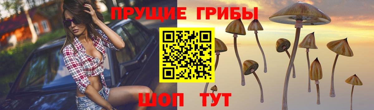 Галлюциногенные грибы Psilocybine cubensis Керчь
